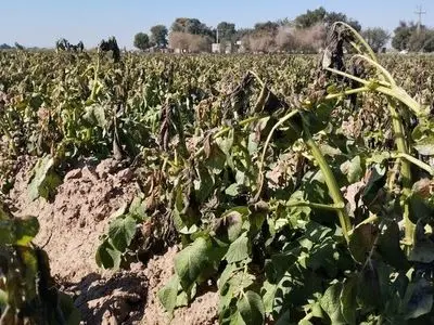 ایجاد خسارت به 994 هکتار از مزارع استان بوشهر بر اثر سرمازدگی / حدود 12 هزار و 800 تن محصول از بین رفته است