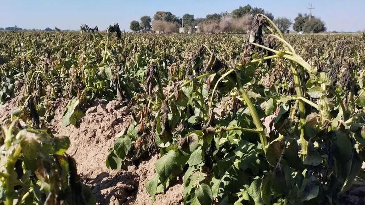ایجاد خسارت به 994 هکتار از مزارع استان بوشهر بر اثر سرمازدگی / حدود 12 هزار و 800 تن محصول از بین رفته است