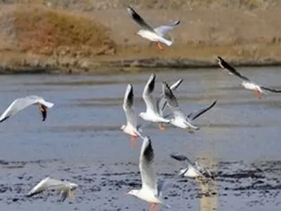 سرشماری زمستانی پرندگان آبزی در کرمانشاه آغاز شد