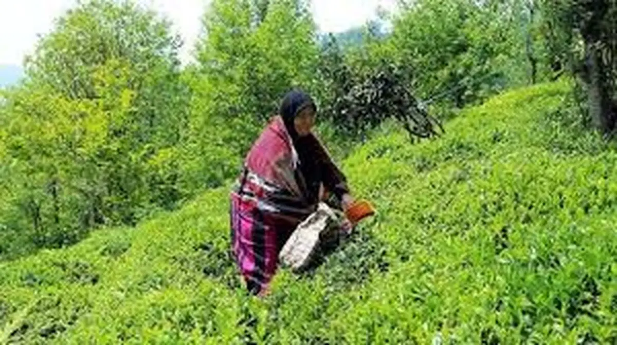 40 میلیارد تومان تاکنون برای خرید برگ سبز چای پرداخت شده است/ اعطای 32 میلیارد تومان وام ارزان قیمت به چای کشور