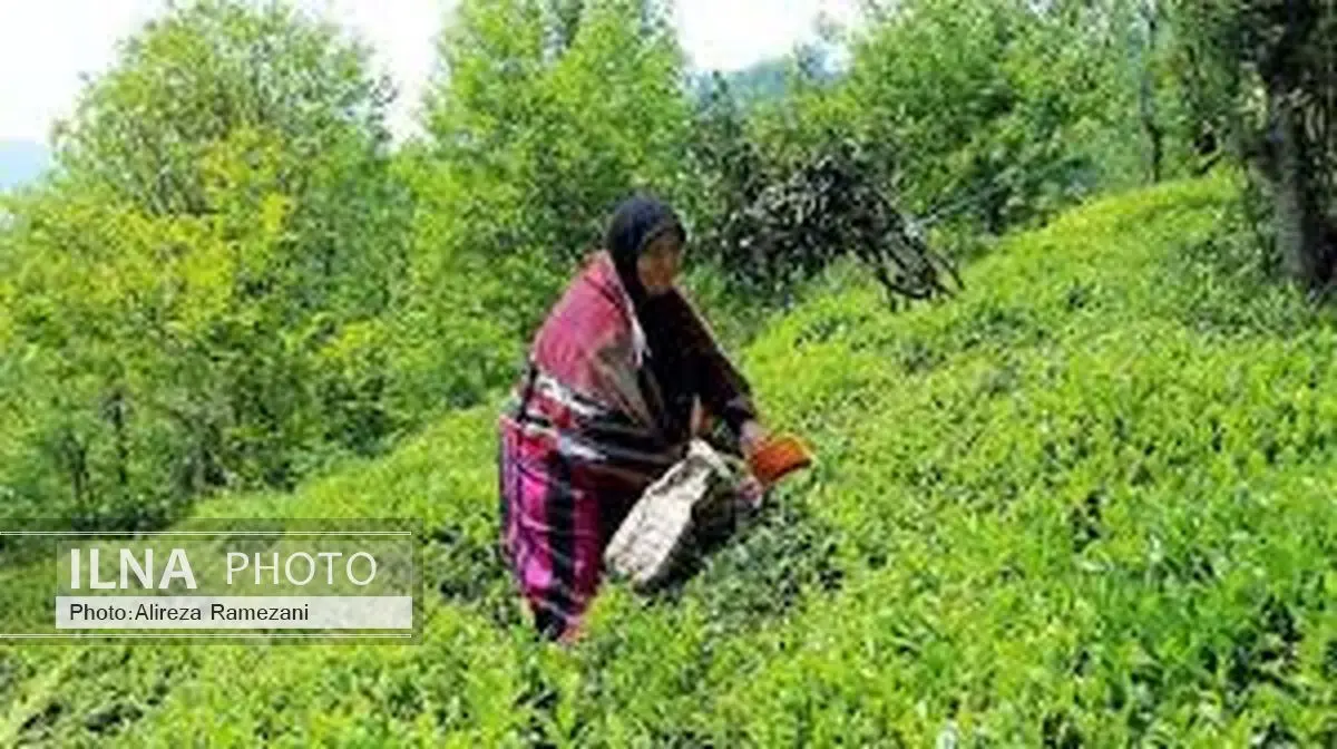 برگ سبز چای در شمال ایران 40 درصدافزایش یافته است