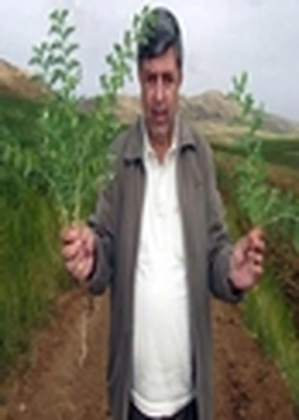 نخود سارال مقاوم به سرمای کمتر از ۱۸ درجه در آذربایجان شرقی تولید شد