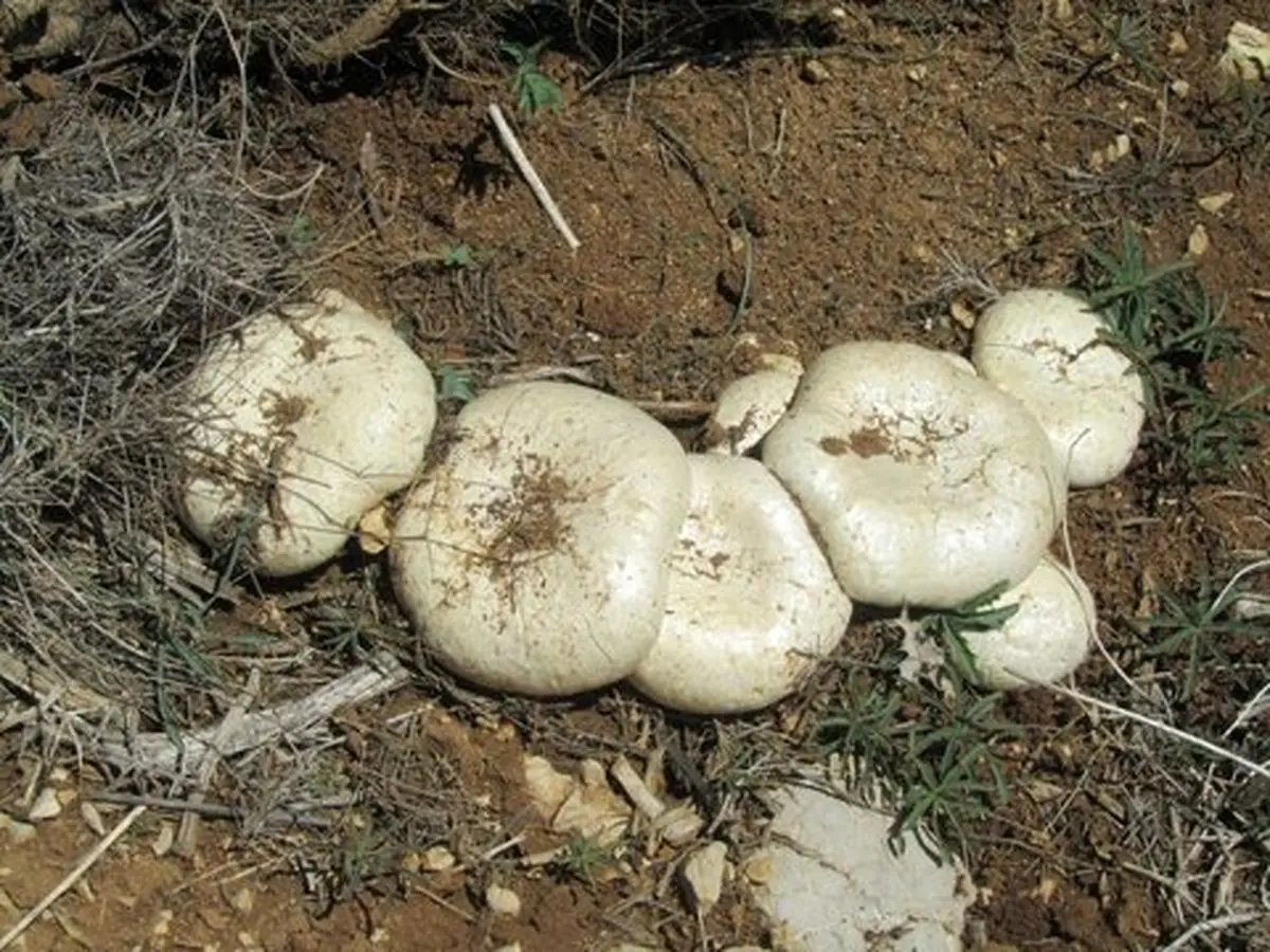 چگونه قارچ‌های خودرو و غذاهای کپک‌زده سلامت انسان را تهدید می کند؟