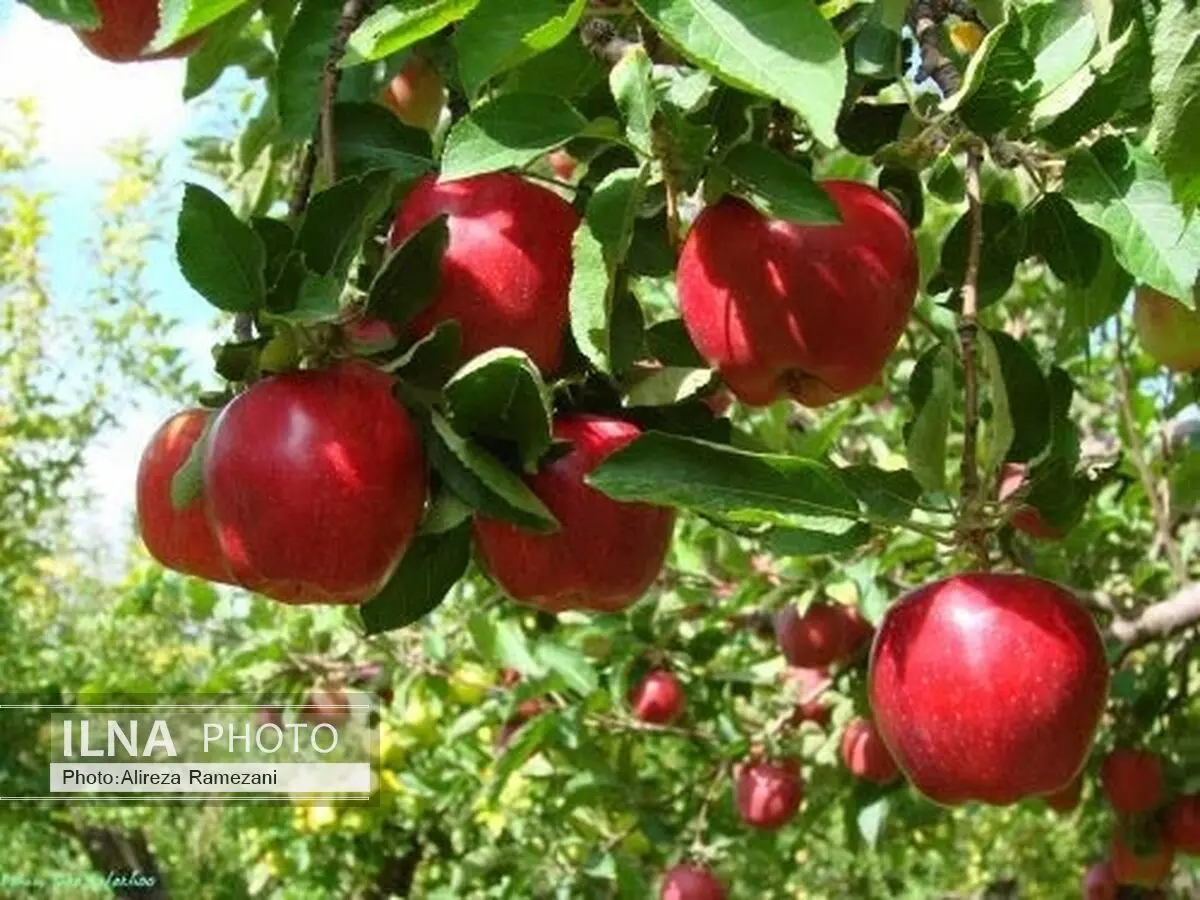 آذربایجان غربی رتبه 6 کشوری در تولید محصولات کشاورزی را دارد