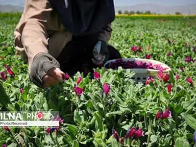  ظرفیت‌های خوبی در حوزه گیاهان دارویی در چهارمحال و بختیاری وجود دارد