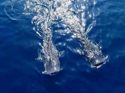 «آخرین کوسه نهنگ» به بریتانیا می‌رود