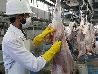 افزایش ۳۰ درصدی فروش دام زنده در مراکز عرضه بهداشتی دام تهران