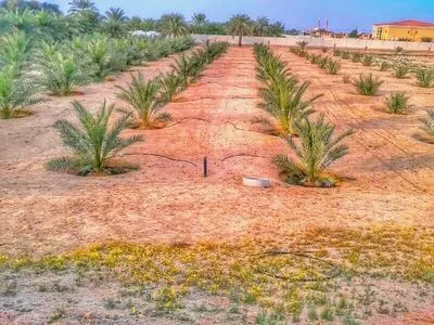 توجه به تولید نهال از برنامه‌های اصلی اقتصاد مقاومتی است/ رقابت در عرصه جهانی هدف اصلی شرکت‌های دانش بنیان