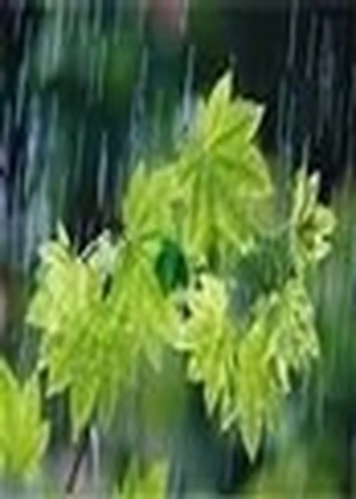 هفته بارانی در مازندران