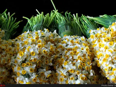برگزاری جشنواره گل نرگس در سمنان
