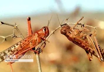 ۸۵ میلیارد تومان اعتبار مورد نیاز برای غلبه بر ملخ‌های مهاجم/ کمک فائو در صورت وصول قطره‌ای از دریای است/ بزودی دستجات بزرگ ملخ وارد کشور می‌شوند