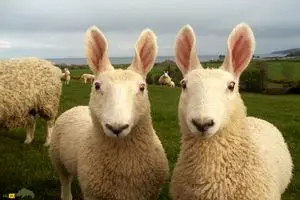 گوسفند خرگوشی غول‌پیکر ۱۸۰ کیلو است