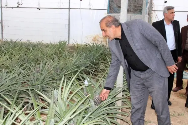 تولید آناناس در داراب به مرحله میوه‌دهی رسید/ سرمایه‌گذاران تاثیرگذارترین عامل در توسعه کشت گلخانه‌ای هستند