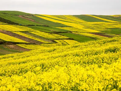 خرید تضمینی ۱۱۰۰ تن کلزا از کشاورزان کردستانی آغاز شد 