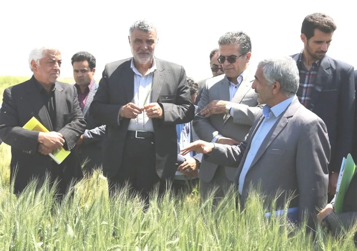۱۰.۵ میلیون تن گندم امسال از کشاورزان خریداری می‌شود/ رشد ۶ برابری تولید کلزا در کشور