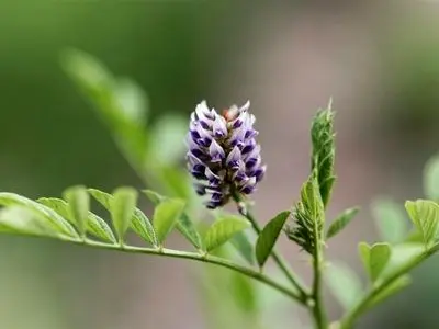 خواص «شیرین بیان» در طب سنتی/ مصرف شیرین بیان برای چه کسانی ممنوع است؟ 