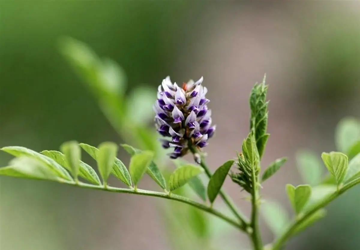 خواص «شیرین بیان» در طب سنتی/ مصرف شیرین بیان برای چه کسانی ممنوع است؟ 