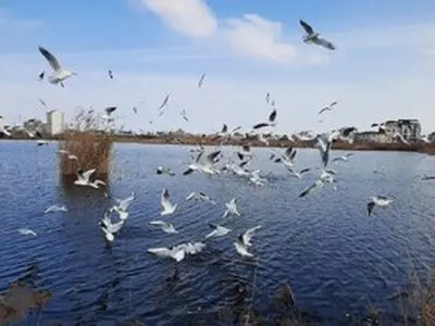 تشدید پایش زیستگاه‌های استان همزمان با آغاز فصل مهاجرت پرندگان شکاری