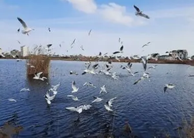 تشدید پایش زیستگاه‌های استان همزمان با آغاز فصل مهاجرت پرندگان شکاری