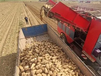 پرداخت ۶۲ درصد مطالبات چغندرکاران آذربایجان غربی / استان پیشتاز کشت چغندر قند در کشور است