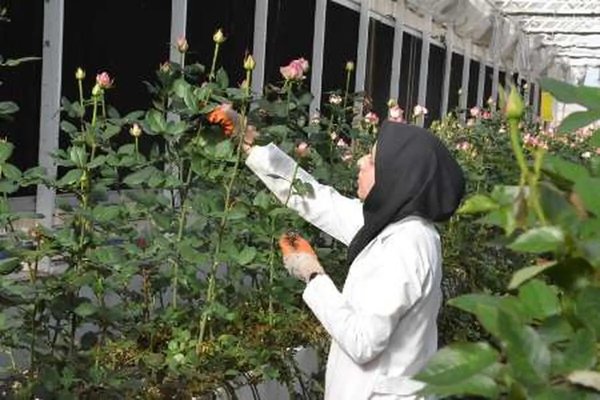 مشغول به کار شدن 117 مددجوی بهزیستی در خراسان جنوبی 