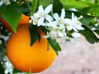 پوست پرتقال را دور نیندازید