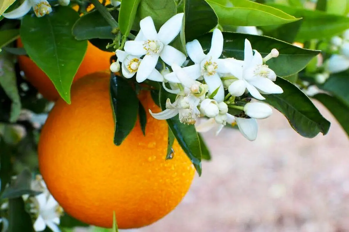 پوست پرتقال را دور نیندازید