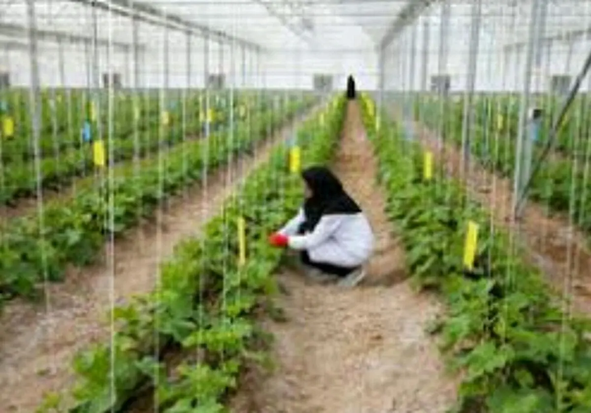 طرح پرداخت ۵۰ میلیون‌تسهیلات کم‌بهره با هدف توسعه رونق اقتصاد روستایی