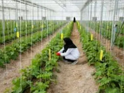 طرح پرداخت ۵۰ میلیون‌تسهیلات کم‌بهره با هدف توسعه رونق اقتصاد روستایی