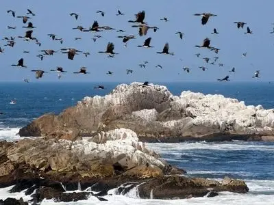 تمدنی بر پایۀ «مدفوع پرندگان دریایی»!