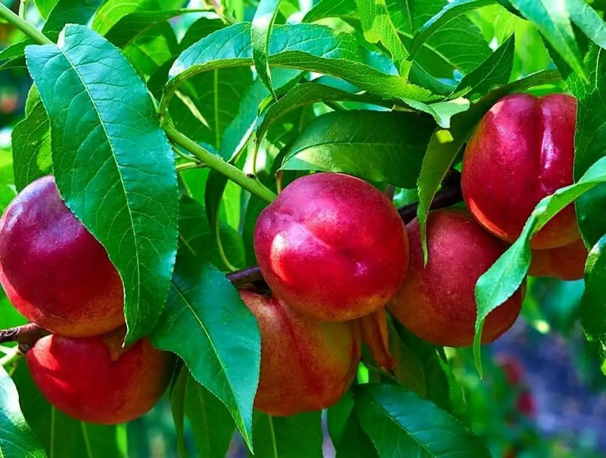 پیش بینی برداشت بیش از ۳۵ هزار تن شلیل از باغات آذربایجان غربی 