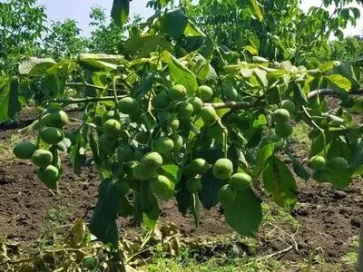 معرفی نهال گردو خوب و باکیفیت از بهترین تولید کننده