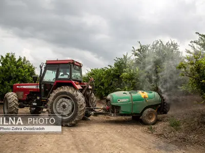 هشدار جدی درباره شیوع بیماری‌های برگی غلات در فارس