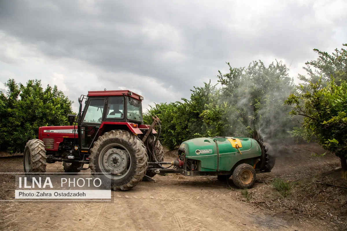 هشدار جدی درباره شیوع بیماری‌های برگی غلات در فارس