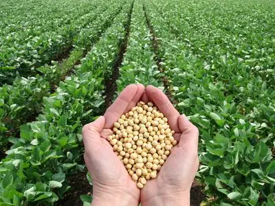 ۱۳ درصد از وجه سویاکاران گلستانی پرداخت شده است