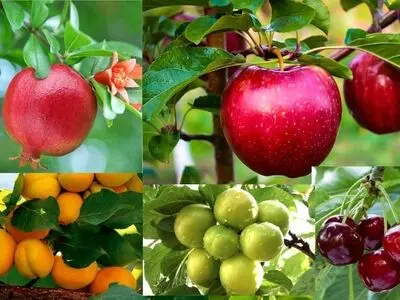 خرید نهال گردو و بادام از آرال نهال
