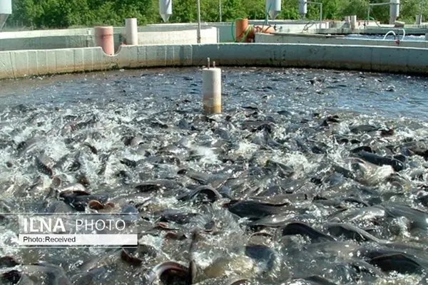 بیش از ۲ هزار تن ظرفیت‌سازی تولید ماهی در استان انجام شده است