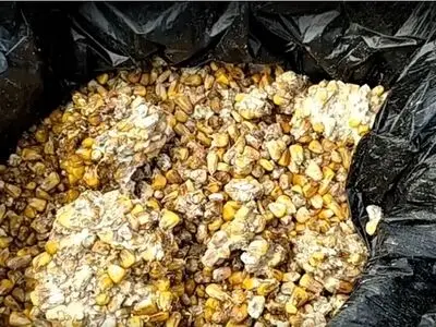 کشف ذرت تقلبی در دزفول