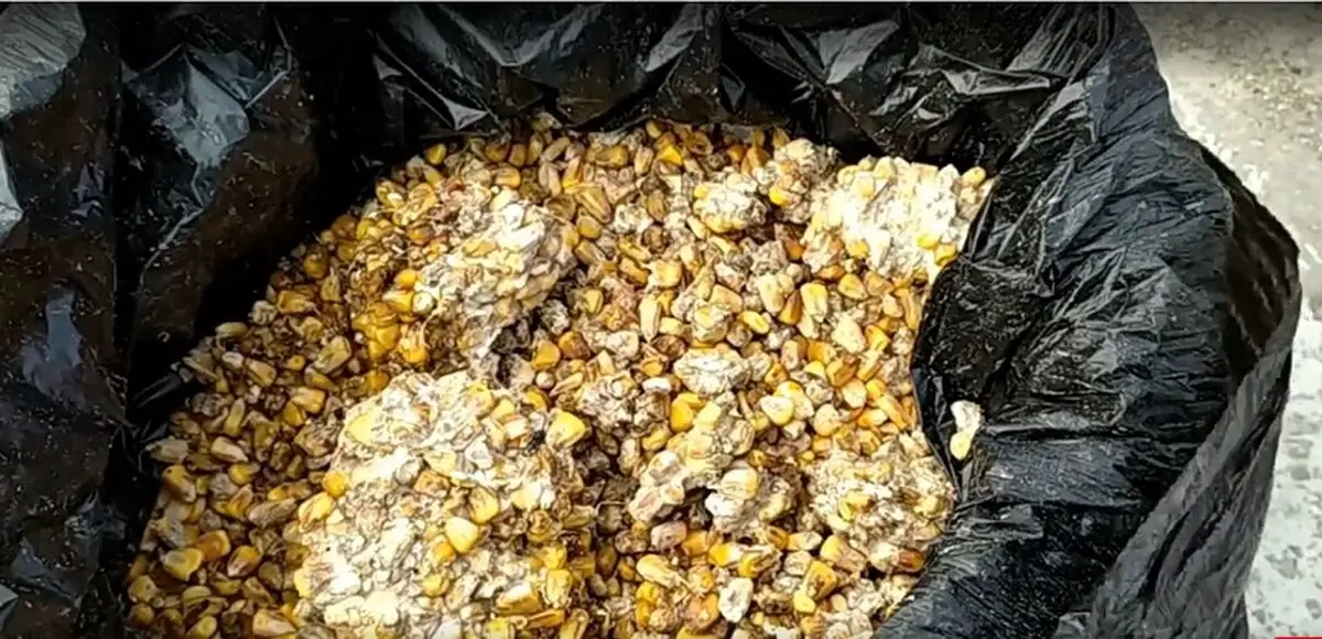بازگشت محموله وارداتی نهاده از روسیه