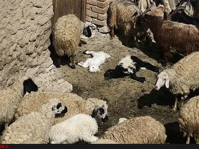 تلف شدن حیات وحش در خراسان رضوی بر اثر شیوع تب برفکى