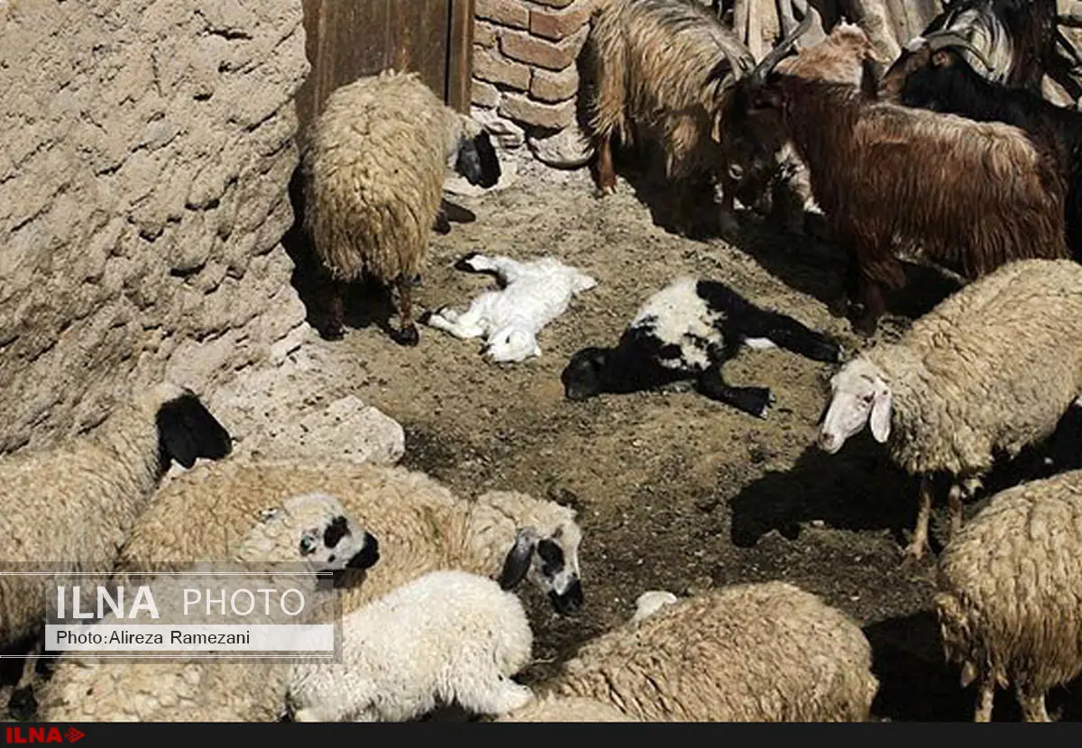 تلف شدن حیات وحش در خراسان رضوی بر اثر شیوع تب برفکى