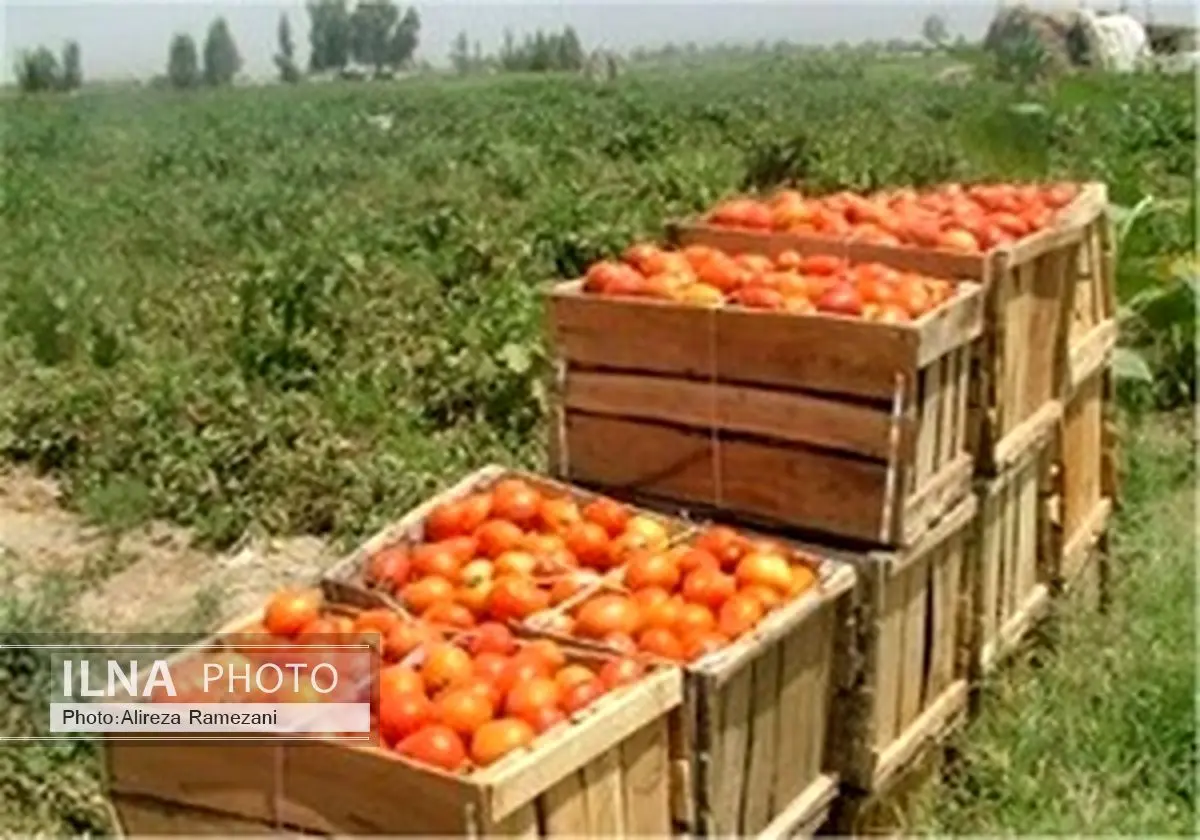 بفرمایید سم!