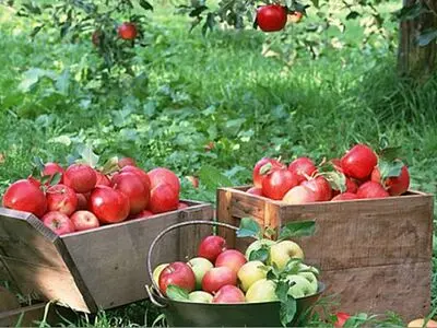 سیب بوکان آماده برداشت است
