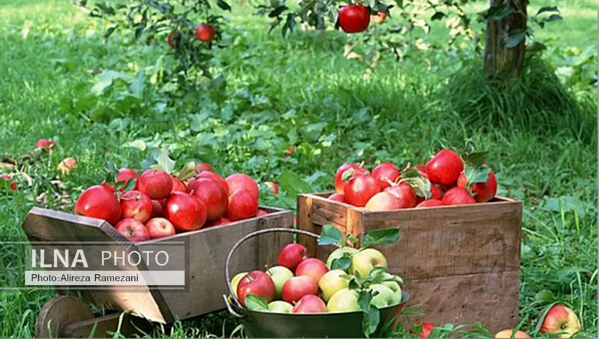 سیب بوکان آماده برداشت است