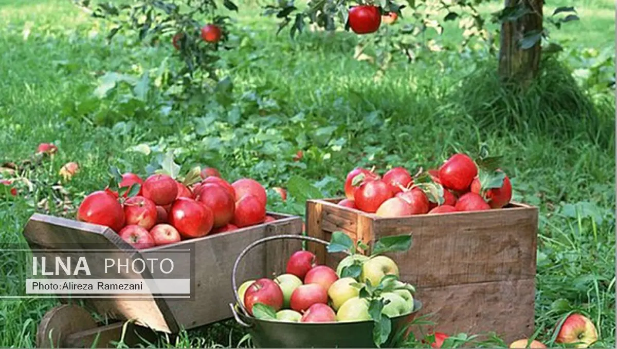 سیب بوکان آماده برداشت است