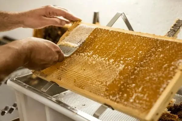 همه چیز درباره برداشت عسل