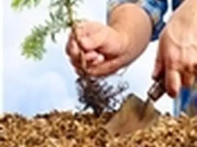 خانواده‌های کاشانی درخت‌های دوستی را در خزاق نشاندند