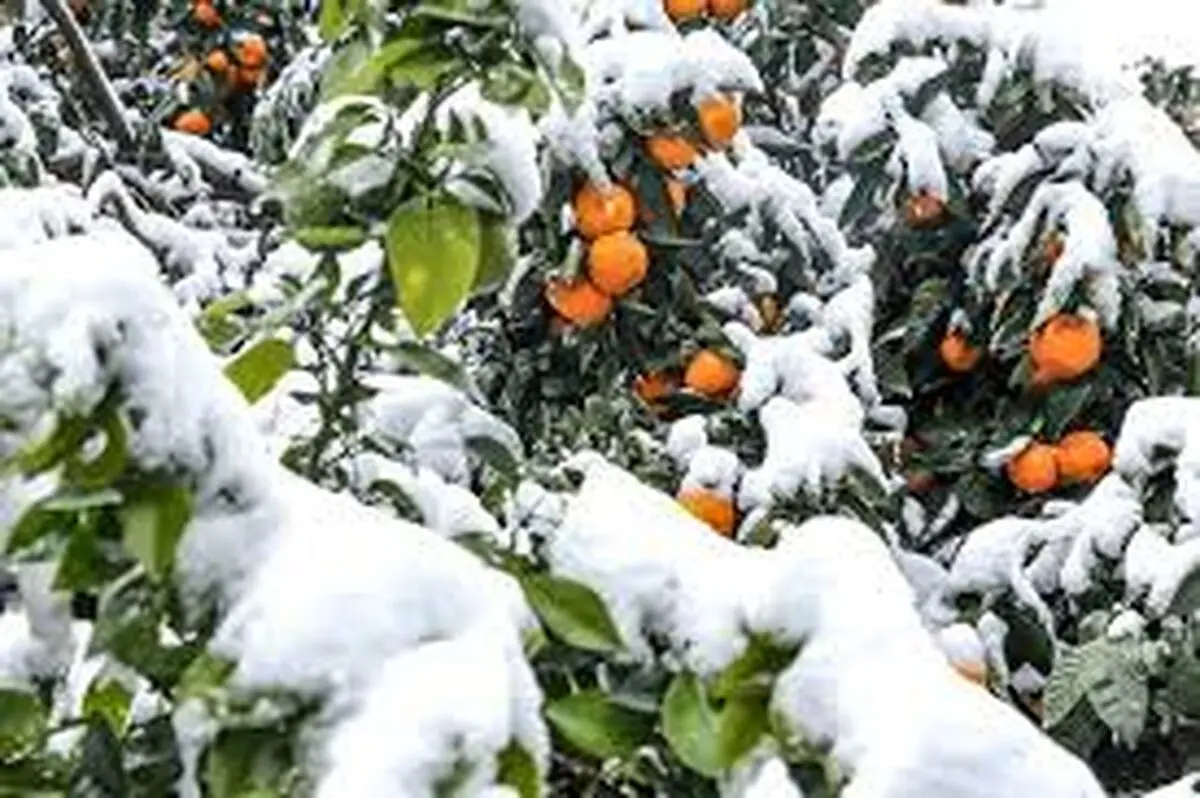 باغداران مراقب سرمازدگی باغات و محصولات کشاورزی خود باشند