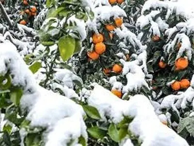 باغداران مراقب سرمازدگی باغات و محصولات کشاورزی خود باشند