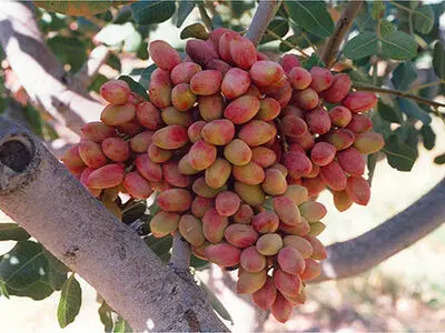 به روز رسانی طرح جامع پسته استان سمنان در نیمه دوم سال جاری